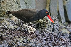 Blackish Oystercatcher